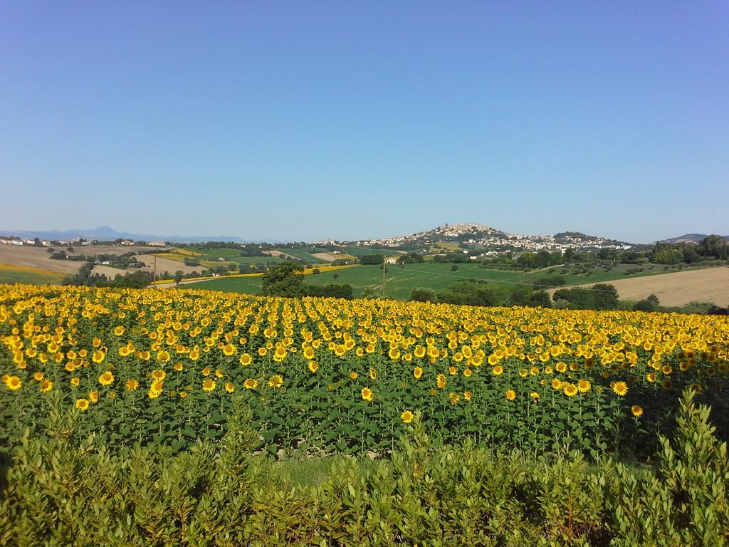 Villa Belvedere Degli Ulivi Osimo Eksteriør billede